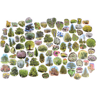 Магнитные карточки Растения России (87 растений)