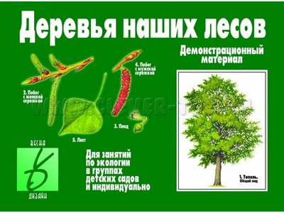 Демонстрационный материал "Деревья наших лесов"