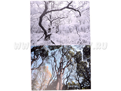 Магнитный плакат Птицы без набора карточек (мобильный)