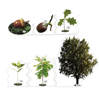 Набор магнитных карточек Жизнь дуба Изменения в жизни растения (к плакату Лес, тема 3)