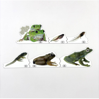 Набор магнитных карточек Метаморфозы лягушки (к плакату Водоём, тема 5)