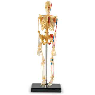 Конструктор "Анатомия человека. Скелет" (41 элемент) (остатки)